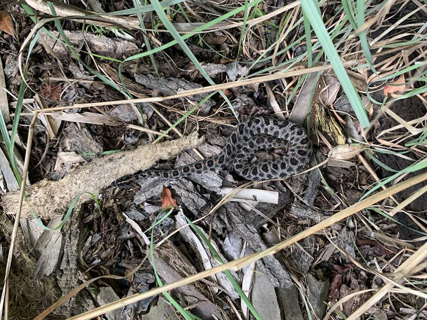 A snake is nestled in some sticks and leaves